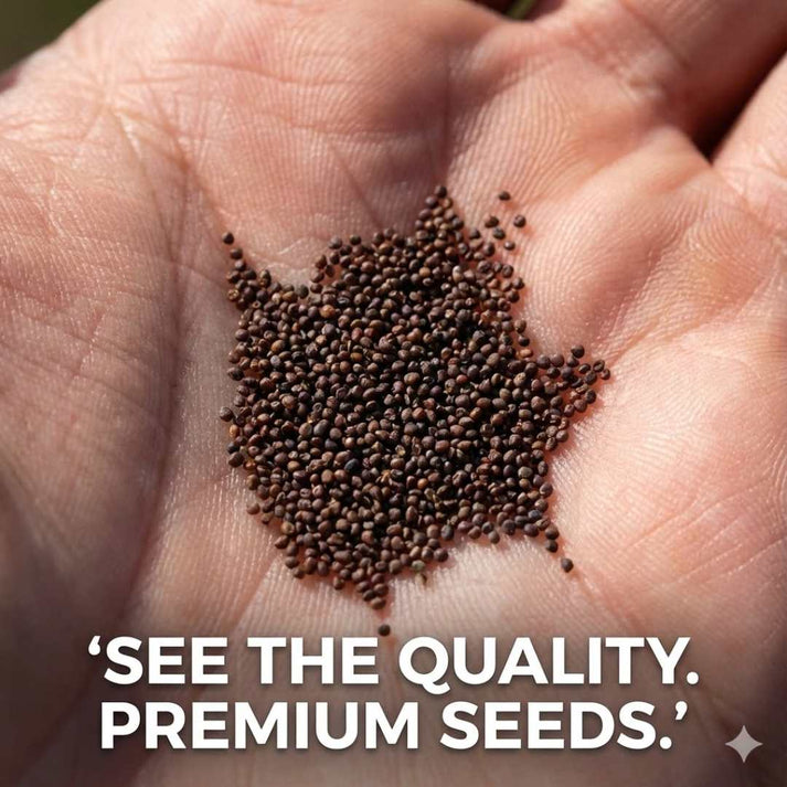 GIANT BLUEBERRY SUPERFOOD SEEDS [100g]