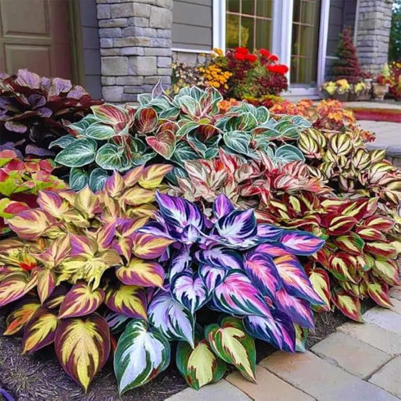 🌿 Rare Multicolor Hosta Seeds (Pack of 6 Color Seeds)