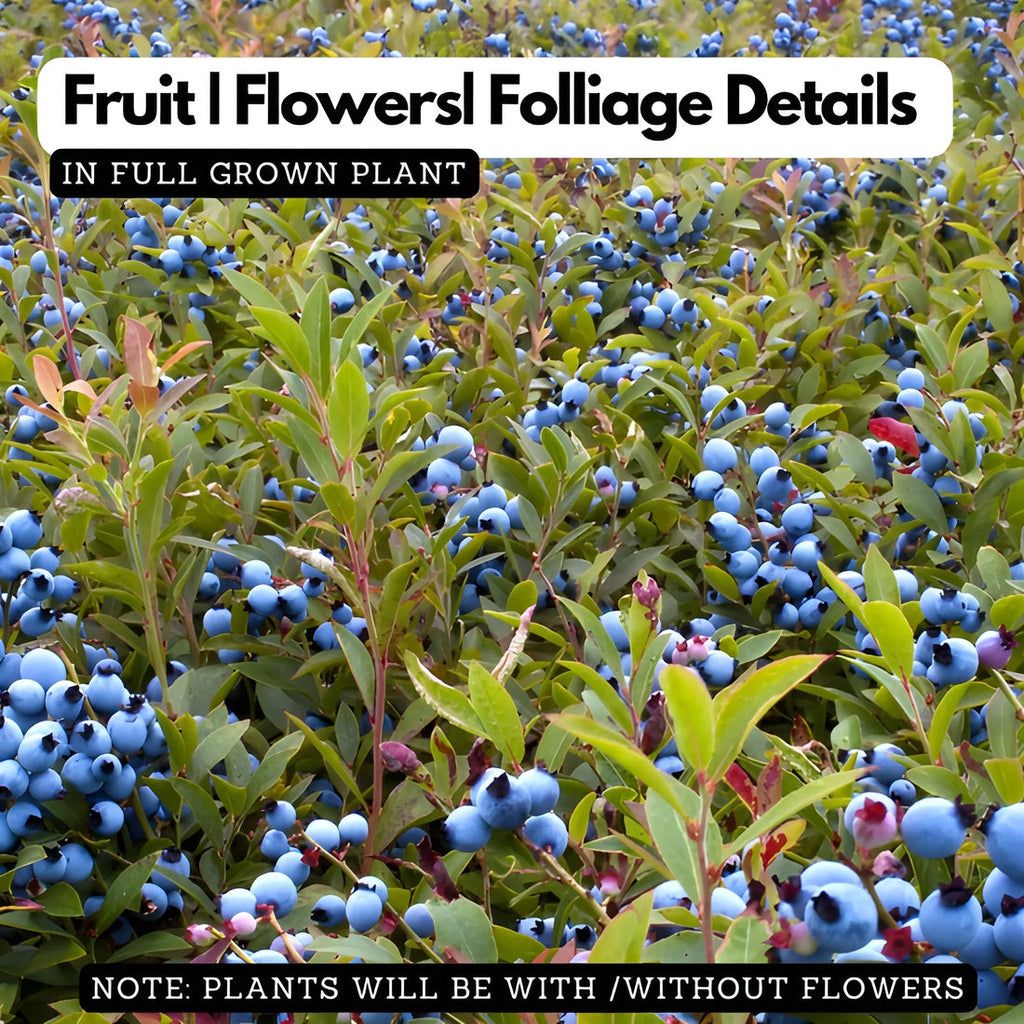 GIANT BLUEBERRY SUPERFOOD SEEDS [100g]