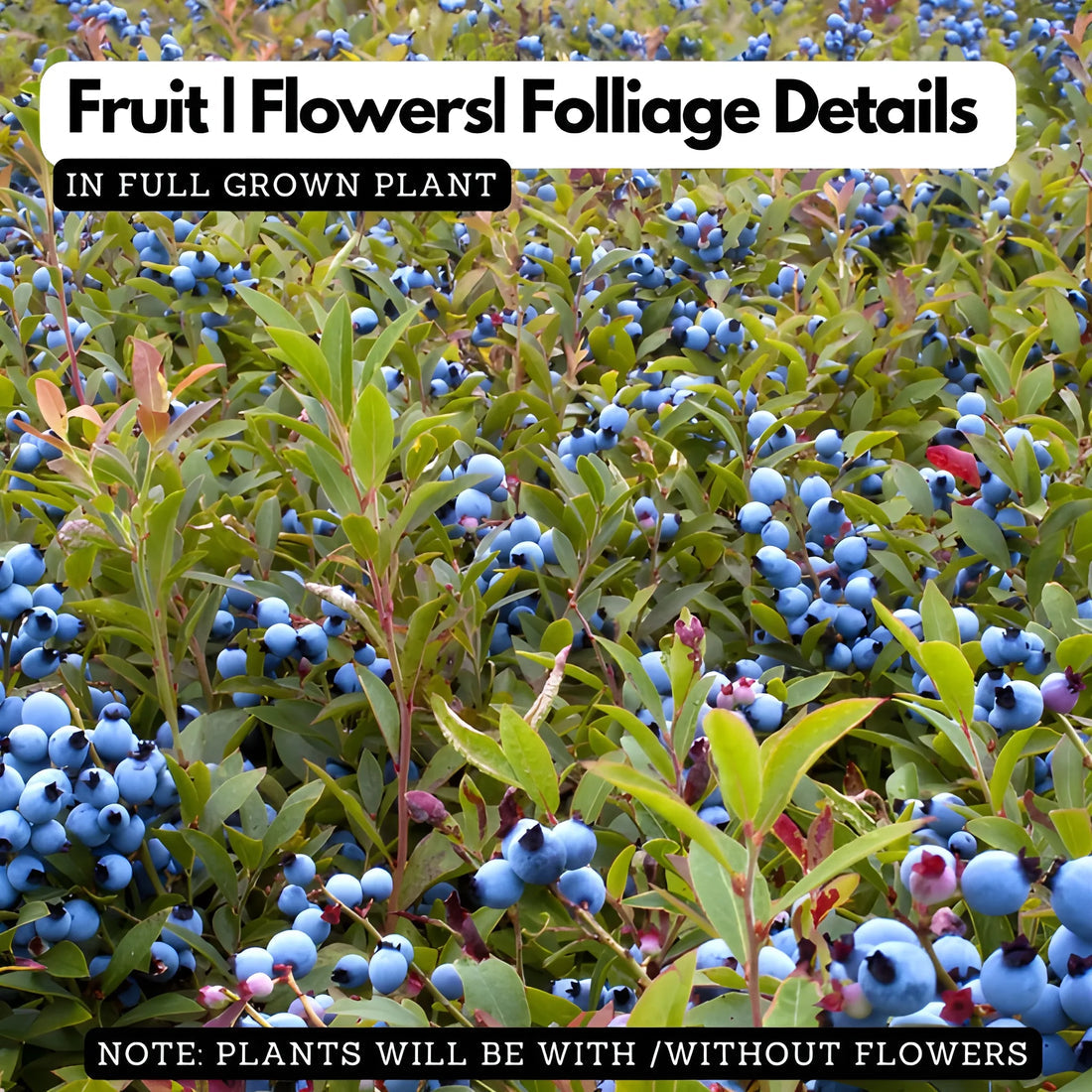 GIANT BLUEBERRY SUPERFOOD SEEDS [100g]